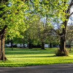 Trees in Watts Park, Southampton